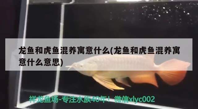 龍魚和虎魚混養寓意什么(龍魚和虎魚混養寓意什么意思)