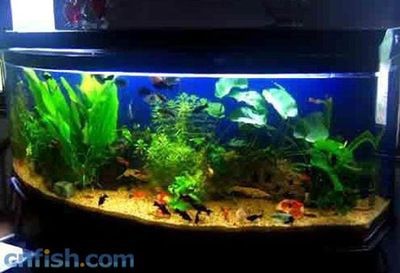 成品魚缸和定制魚缸哪個安全點(diǎn)：如何選擇適合自己的魚缸