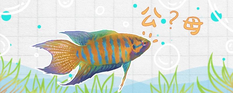 中國(guó)斗魚(yú)怎么分辨公母公母能一起養(yǎng)嗎