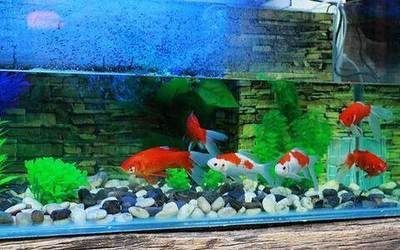 財(cái)位上放魚(yú)缸養(yǎng)魚(yú)好不好：財(cái)位上放魚(yú)缸養(yǎng)魚(yú)有什么風(fēng)水禁忌？
