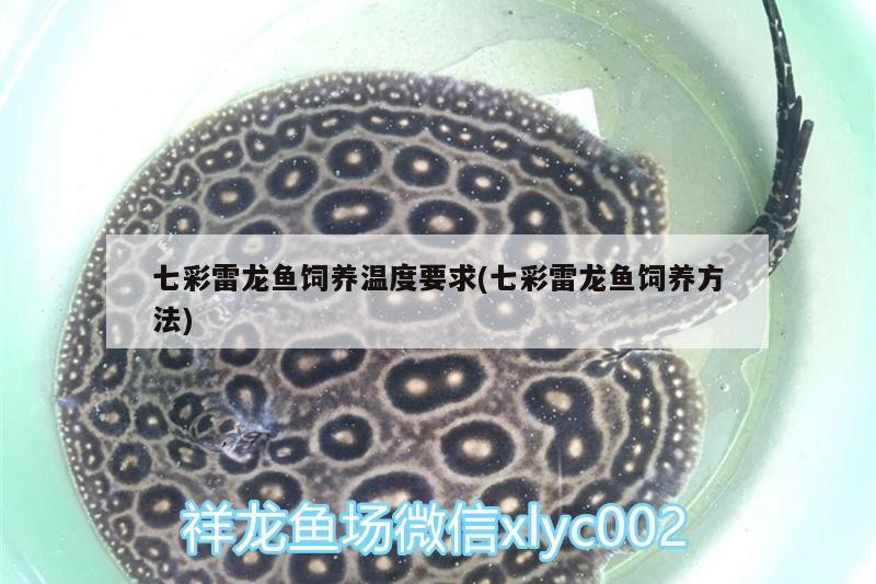 七彩雷龍魚飼養溫度要求(七彩雷龍魚飼養方法)