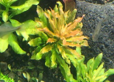 北方魚缸水草怎么養殖：北方養殖魚缸水草需要注意什么？