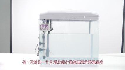 北方魚缸水草怎么養殖：北方養殖魚缸水草需要注意什么？