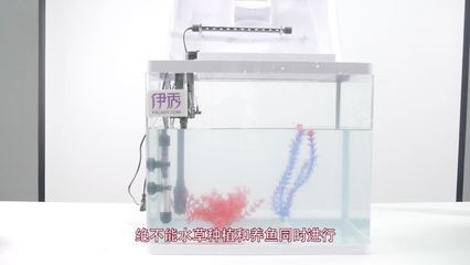 北方魚缸水草怎么養殖：北方養殖魚缸水草需要注意什么？