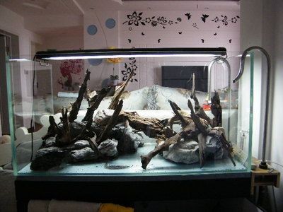 超白玻璃魚缸會爆缸嗎為什么：超白玻璃魚缸會爆缸嗎？