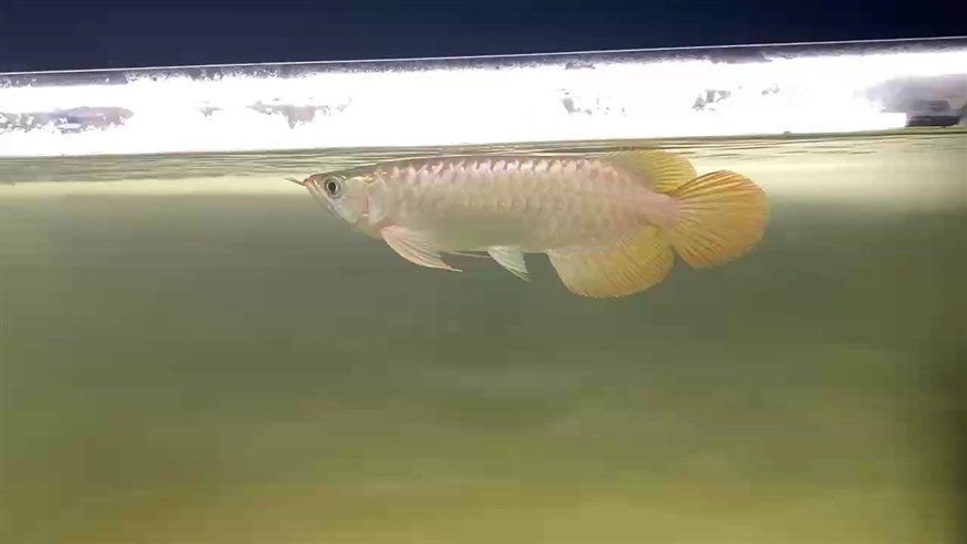 魚缸制作工藝有哪些品牌的(定制魚缸十大名牌)