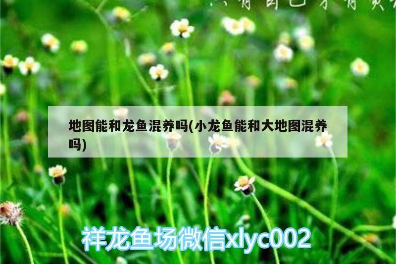 金龍魚長啥樣子（藍底金龍魚發(fā)色過程記錄） 金龍魚長啥樣子（藍底金龍魚發(fā)色過程記錄） 森森魚缸 第2張
