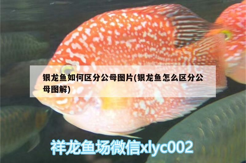 銀龍魚如何區分公母圖片(銀龍魚怎么區分公母圖解)
