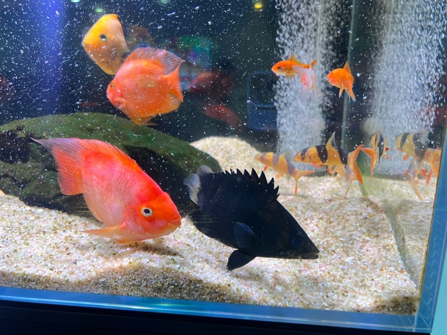 熱乎下缸的虎魚～越黑越愛 但是他回來又變明了，店家說穩定了就會一直黑，回來就挖煤了，鸚鵡魚嘴太欠了，一直琢它，在魚缸跟缸霸一樣，可憐剛來的虎魚身上的皮都起白痕了[daku] 熱乎下缸的虎魚～越黑越愛 但是他回來又變明了，店家說穩定了就會一直黑，回來就挖煤了，鸚鵡魚嘴太欠了，一直琢它，在魚缸跟缸霸一樣，可憐剛來的虎魚身上的皮都起白痕了[daku] 龍魚論壇 第1張