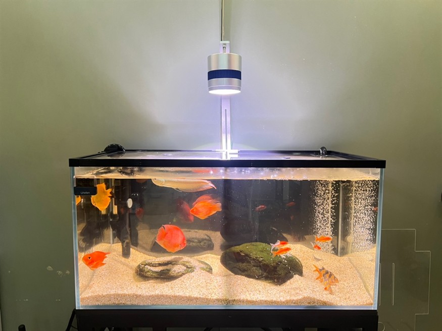 熱乎下缸的虎魚～越黑越愛 但是他回來又變明了，店家說穩定了就會一直黑，回來就挖煤了，鸚鵡魚嘴太欠了，一直琢它，在魚缸跟缸霸一樣，可憐剛來的虎魚身上的皮都起白痕了[daku] 熱乎下缸的虎魚～越黑越愛 但是他回來又變明了，店家說穩定了就會一直黑，回來就挖煤了，鸚鵡魚嘴太欠了，一直琢它，在魚缸跟缸霸一樣，可憐剛來的虎魚身上的皮都起白痕了[daku] 龍魚論壇 第2張