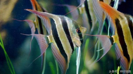 35寬魚缸養(yǎng)金龍(35寬的魚缸可以養(yǎng)銀龍嗎)