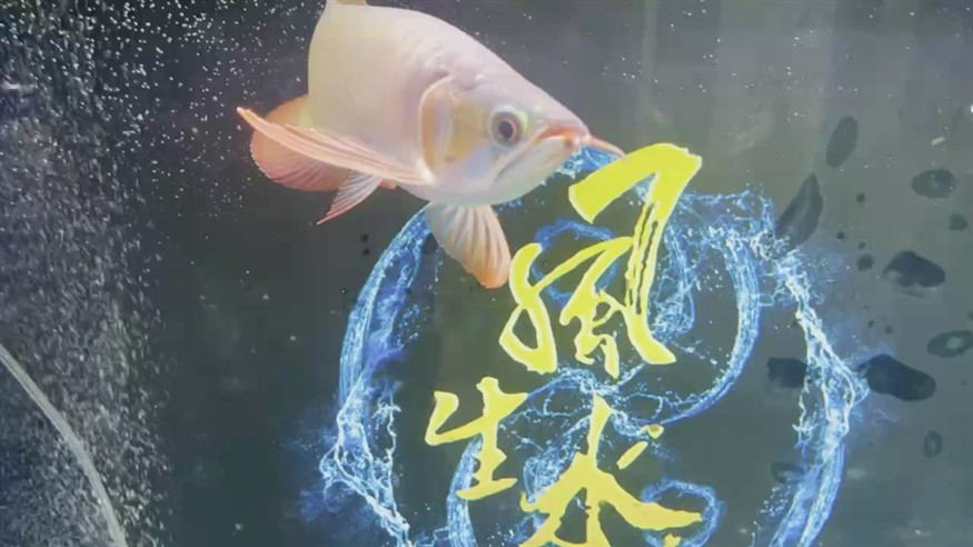 到家一周顏色明顯了。綠頭橙腮紫背紅尾