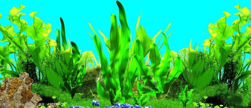 白色魚(yú)缸背景圖高清：如何選擇合適的白色魚(yú)缸背景圖