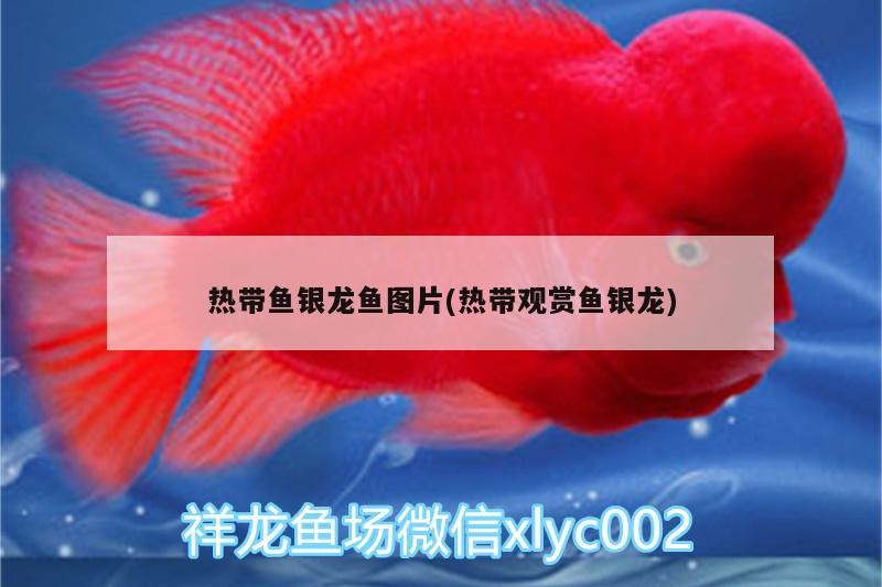 熱帶魚(yú)銀龍魚(yú)圖片(熱帶觀賞魚(yú)銀龍)