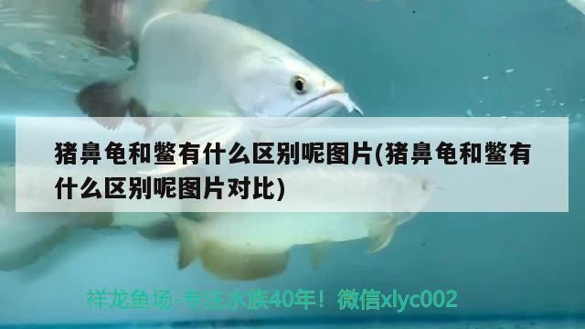 豬鼻龜和鱉有什么區別呢圖片(豬鼻龜和鱉有什么區別呢圖片對比)