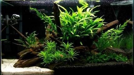 冬天魚缸水草怎么種