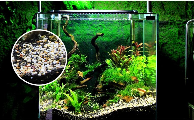 冬天魚缸水草怎么種