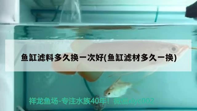 魚缸濾料多久換一次好(魚缸濾材多久一換)