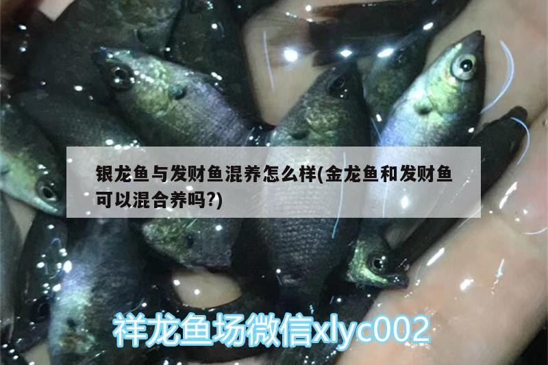 銀龍魚與發財魚混養怎么樣(金龍魚和發財魚可以混合養嗎?)