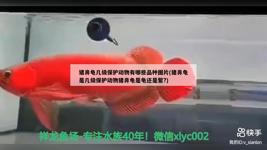 豬鼻龜幾級保護動物有哪些品種圖片(豬鼻龜是幾級保護動物豬鼻龜是龜還是鱉?)