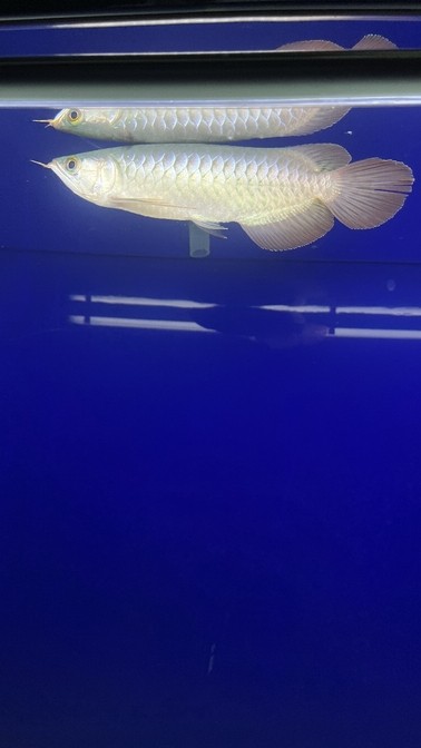 有請大神們幫忙看一下愛魚。 有請大神們幫忙看一下愛魚。 龍魚論壇 第2張