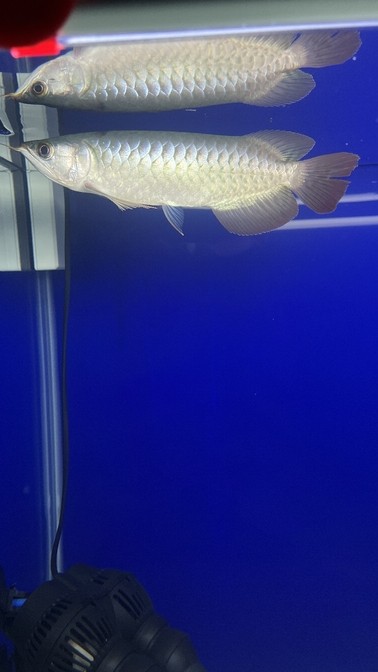 有請大神們幫忙看一下愛魚。 有請大神們幫忙看一下愛魚。 龍魚論壇 第1張