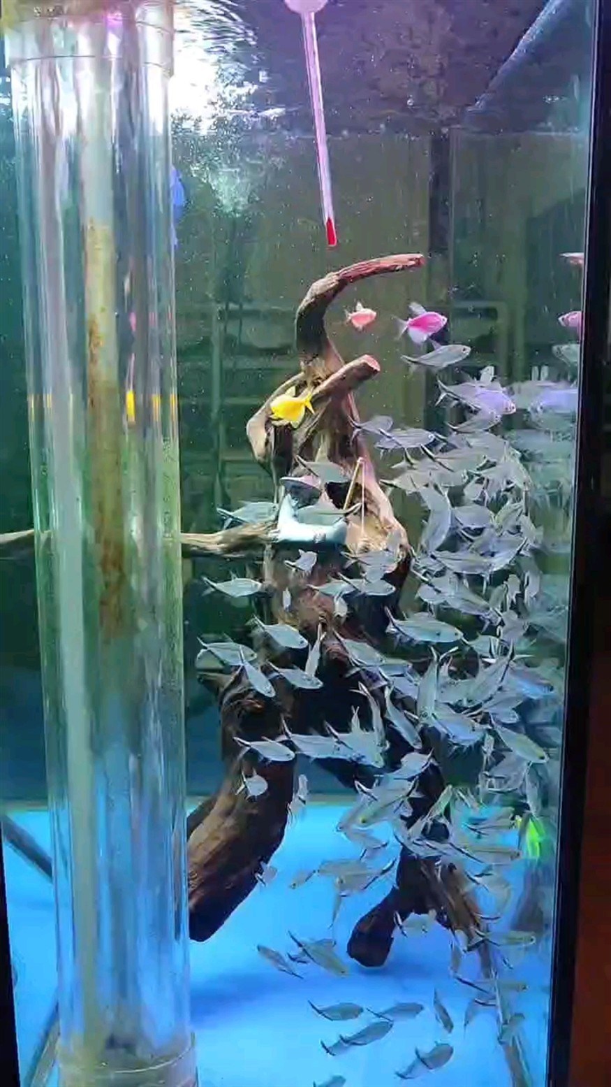 新舊沉木組合