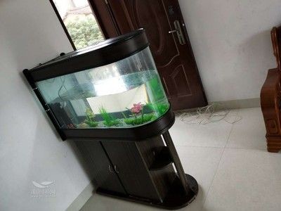 搬新家舊魚缸怎么處理的：墊把魚缸包著搬家時，舊魚缸的處理需要考慮風(fēng)水和實用性 搬新家舊魚缸怎么處理的：墊把魚缸包著搬家時，舊魚缸的處理需要考慮風(fēng)水和實用性 魚缸百科 第2張