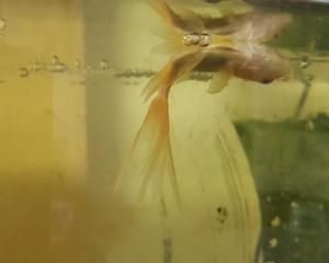 搬新家舊魚缸怎么處理的：墊把魚缸包著搬家時，舊魚缸的處理需要考慮風(fēng)水和實用性 搬新家舊魚缸怎么處理的：墊把魚缸包著搬家時，舊魚缸的處理需要考慮風(fēng)水和實用性 魚缸百科 第3張