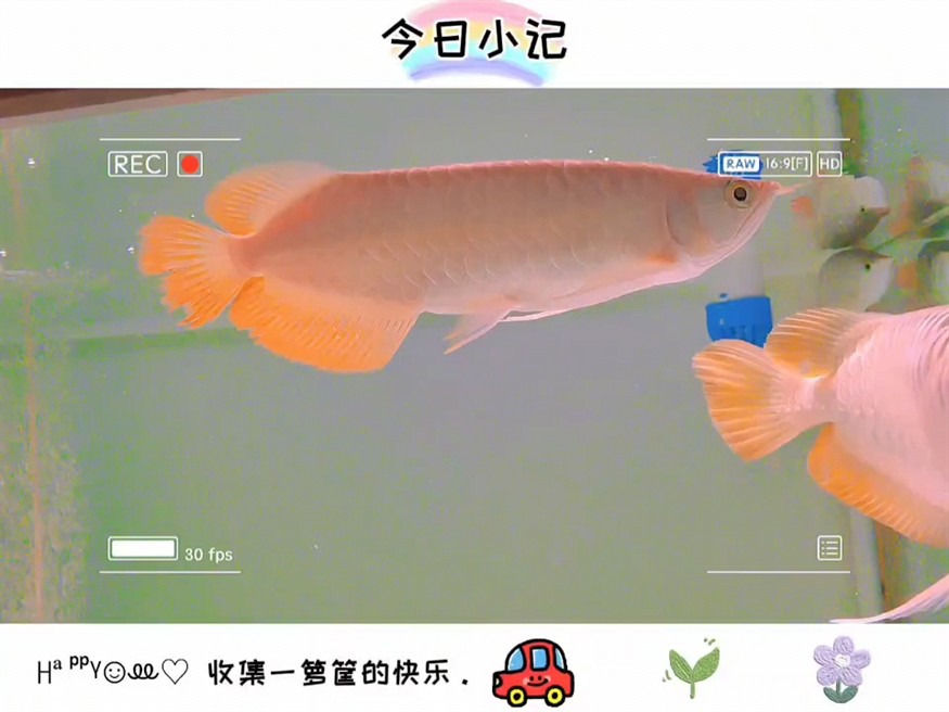 紅龍魚用黃燈烤有用嗎 龍巔圈選紅龍成長記(3)95 龍魚論壇 龍巔圈選紅龍成長記(3)95 龍巔圈選紅龍成長記(3)95 龍魚論壇