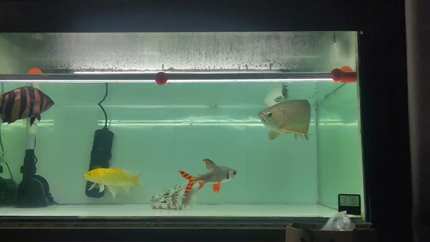 聽取了魚友的建議，更換白底，換完以后整體魚要干凈很多，但是總覺得沒黑底的金質了[ciya]，先養著，看看能不能繼續有點爬背的起色，謝謝了。