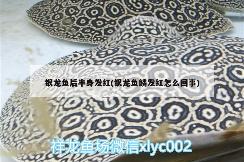 虎魚天天黑來點赤瞳黃金 銀龍魚后半身發紅(銀龍魚鱗發紅怎么回事) 銀龍魚百科 銀龍魚后半身發紅(銀龍魚鱗發紅怎么回事) 銀龍魚后半身發紅(銀龍魚鱗發紅怎么回事) 銀龍魚百科