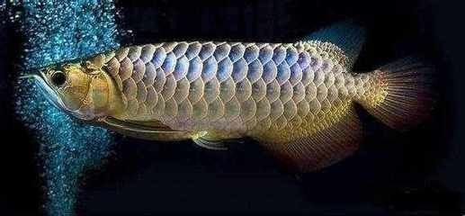 金龍魚要溫水養嗎