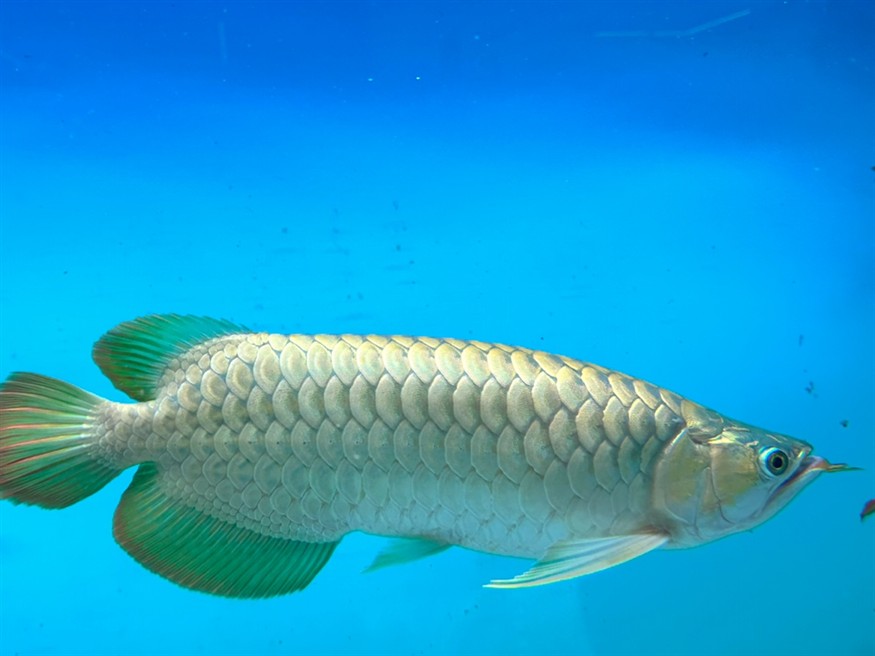 想賣掉龍魚