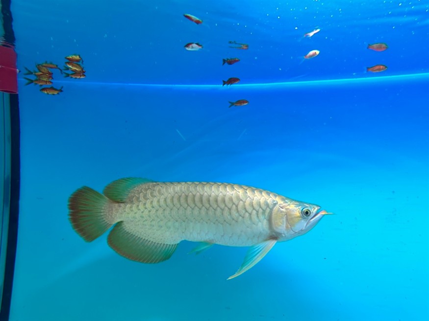 想賣掉龍魚