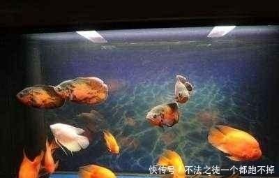 大大的魚缸里：大型魚缸適合養哪些類型的魚