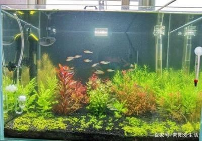 大大的魚缸里：大型魚缸適合養哪些類型的魚