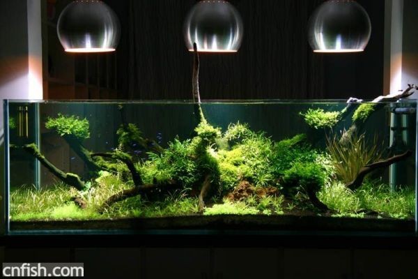 大大的魚缸里：大型魚缸適合養哪些類型的魚