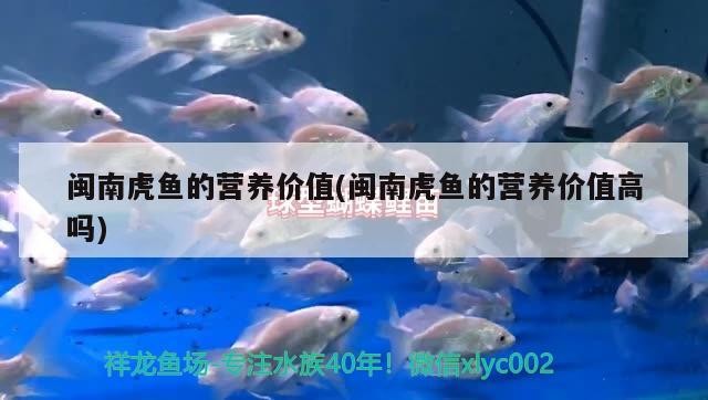閩南虎魚的營養(yǎng)價值(閩南虎魚的營養(yǎng)價值高嗎) 閩南虎魚的營養(yǎng)價值(閩南虎魚的營養(yǎng)價值高嗎) 虎魚百科