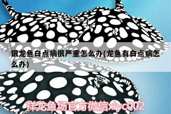 銀龍魚白點(diǎn)病很嚴(yán)重怎么辦(龍魚有白點(diǎn)病怎么辦) 銀龍魚白點(diǎn)病很嚴(yán)重怎么辦(龍魚有白點(diǎn)病怎么辦) 銀龍魚百科
