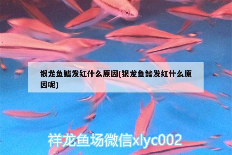 銀龍魚鰭發紅什么原因(銀龍魚鰭發紅什么原因呢)