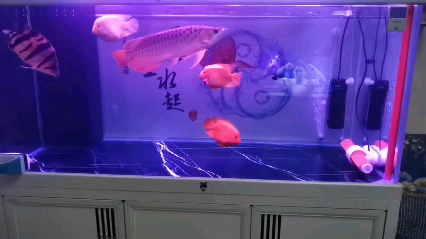 9月24日，打卡記錄，入缸4個月20天。 9月24日，打卡記錄，入缸4個月20天。 龍魚論壇
