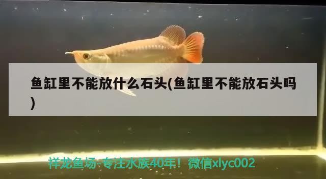 魚缸里不能放什么石頭(魚缸里不能放石頭嗎) 魚缸里不能放什么石頭(魚缸里不能放石頭嗎) 豬鼻龜百科 第2張