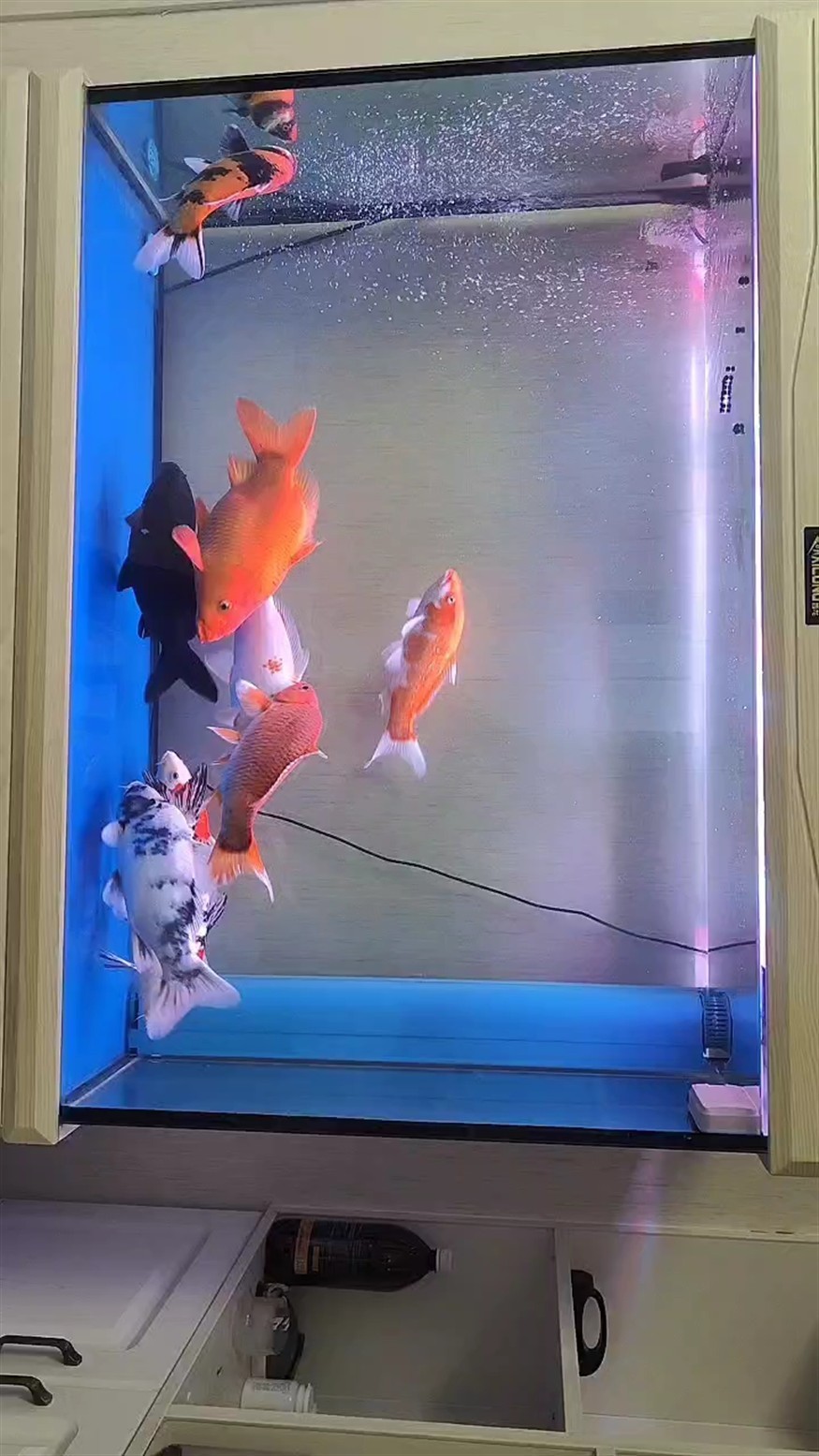 繼續打卡 繼續打卡 龍魚論壇