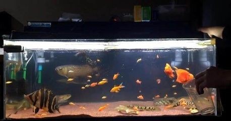 大魚缸怎么消菌的視頻：如何消菌大魚缸