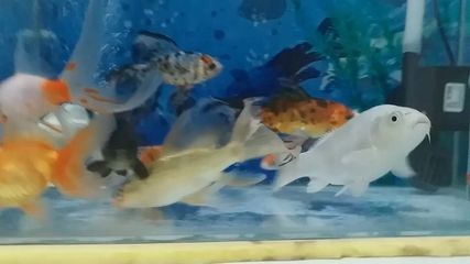 大魚缸怎么消菌的視頻：如何消菌大魚缸