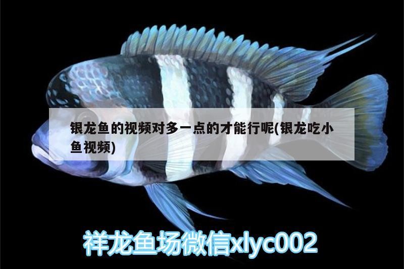 銀龍魚的視頻對多一點的才能行呢(銀龍吃小魚視頻) 銀龍魚的視頻對多一點的才能行呢(銀龍吃小魚視頻) 銀龍魚百科