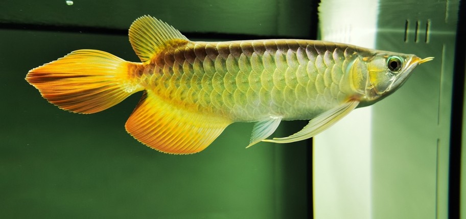 龍魚體型重塑