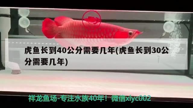 虎魚長到40公分需要幾年(虎魚長到30公分需要幾年) 虎魚長到40公分需要幾年(虎魚長到30公分需要幾年) 虎魚百科