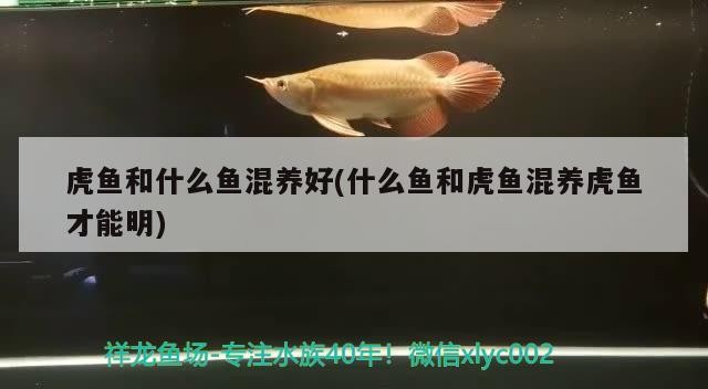 虎魚和什么魚混養好(什么魚和虎魚混養虎魚才能明)